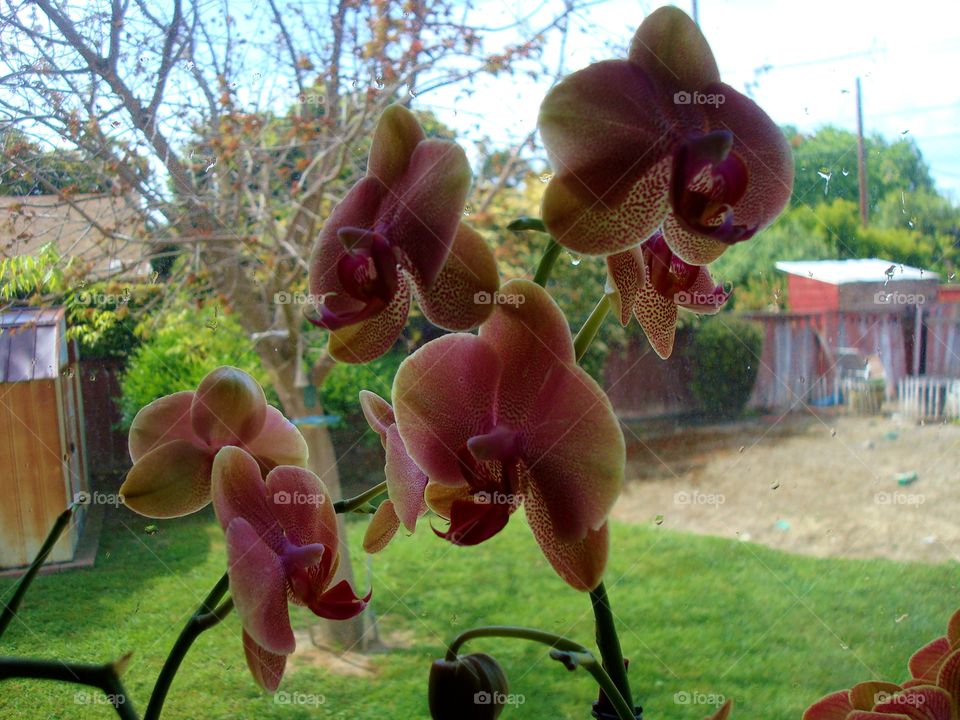 spring orchids
