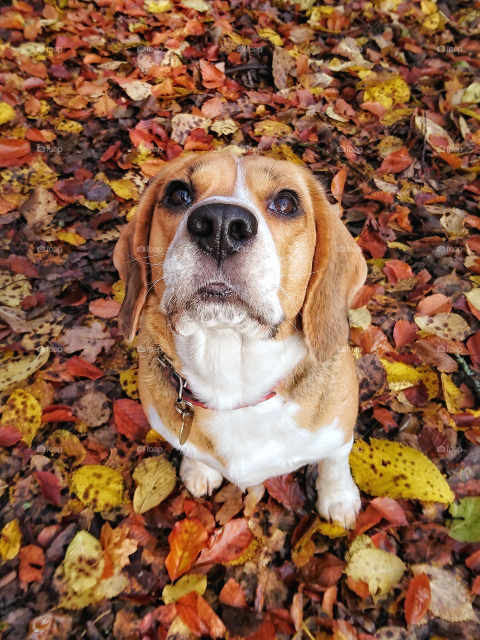 Beagle eye