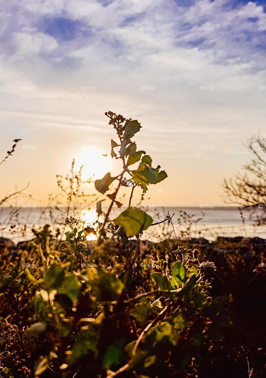 Close up view of a wild plant near the coastline in sunset 
