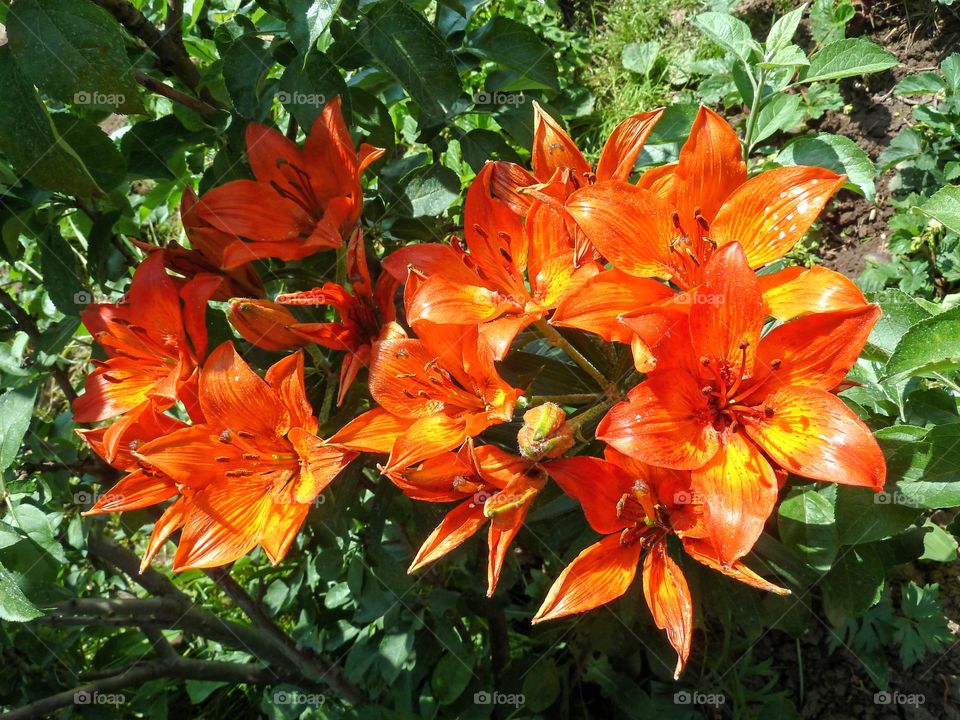 lily flowers