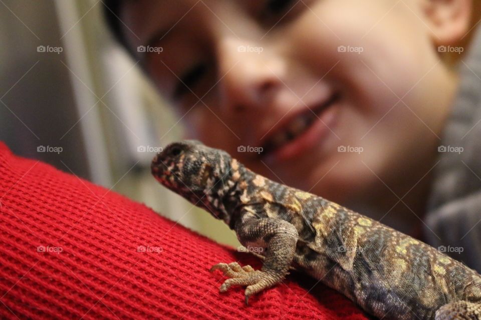 Little boy looking at a lizard 