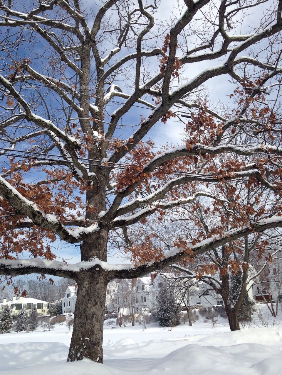 Snow tree