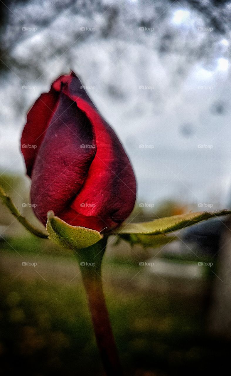 Late Autumn Rose.