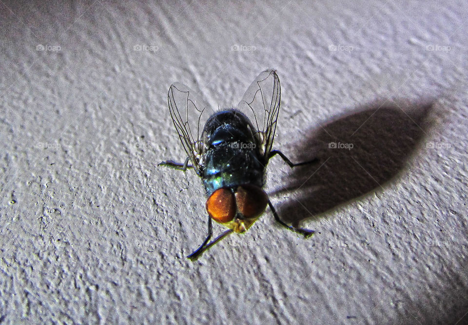 Macro Fly