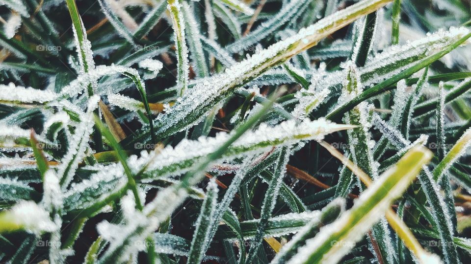 Frosty Grass