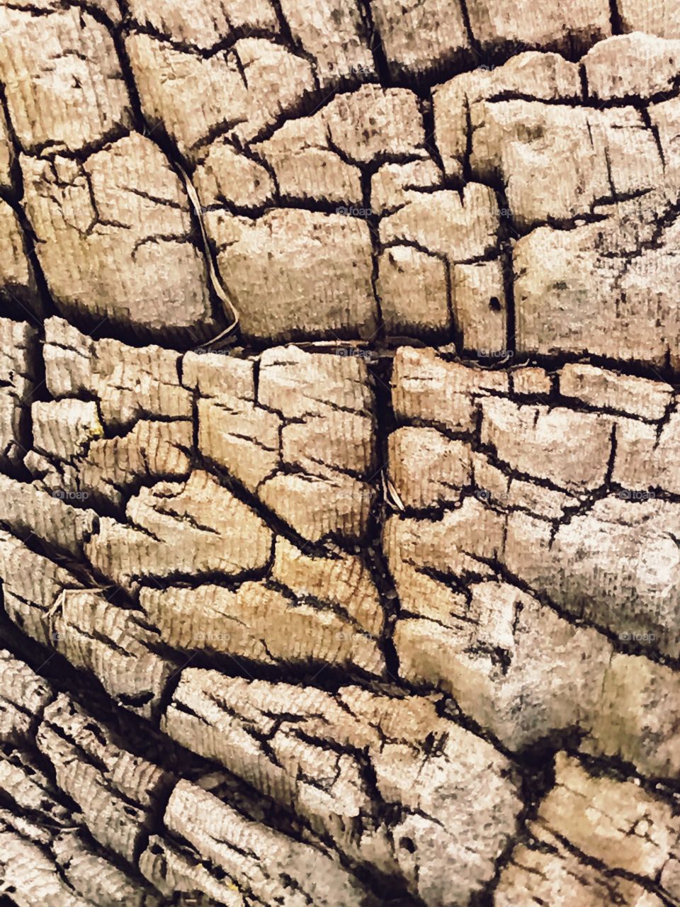 Wood tree stump - Textures of the World Mission