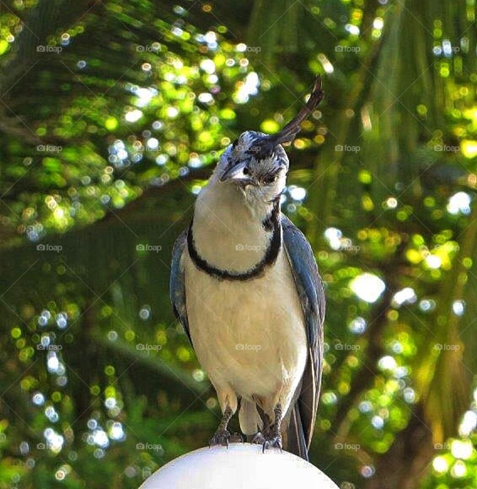 Magpie Jay posing