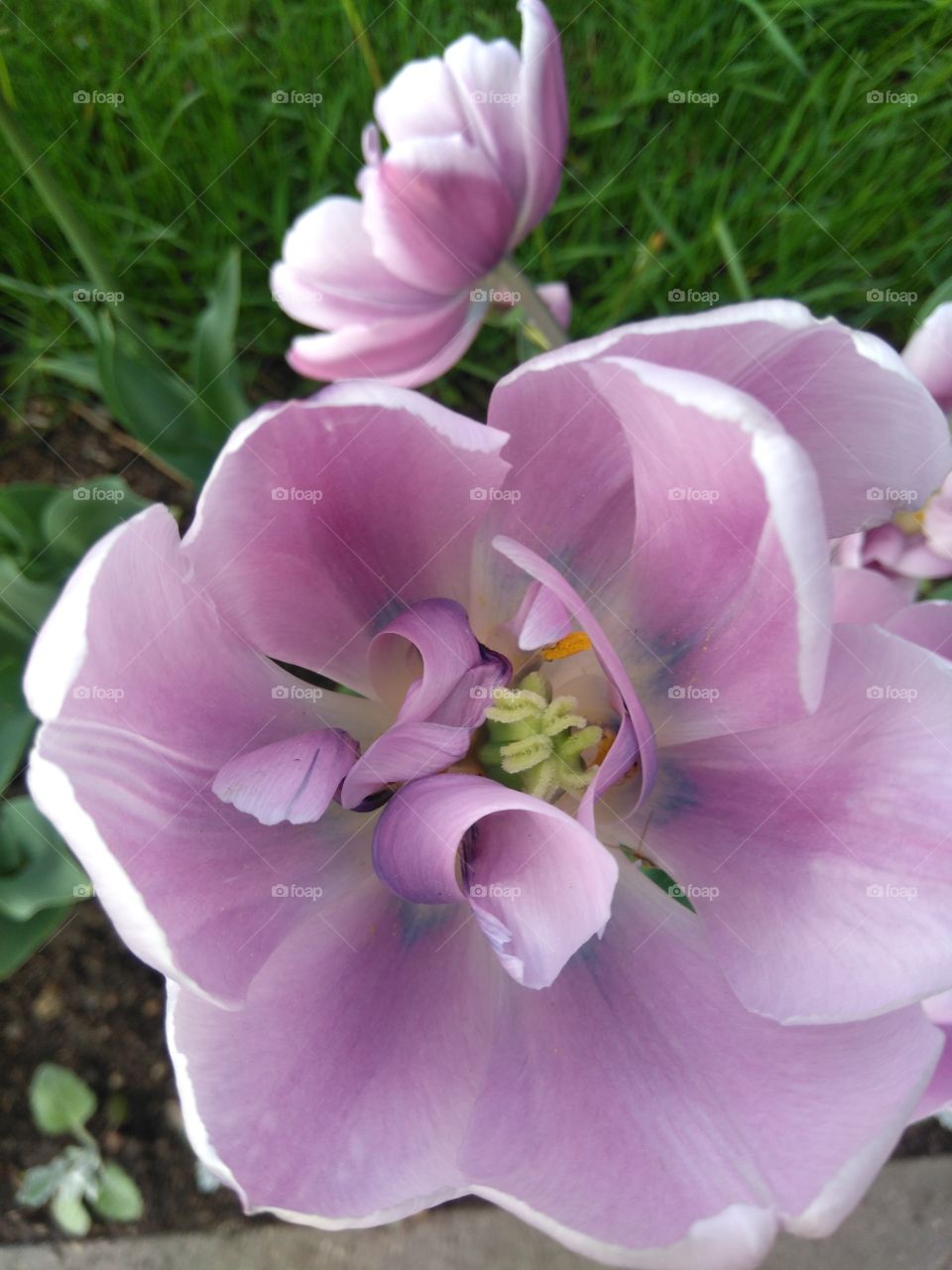 tulips flowers in the flowerbeds  spring time