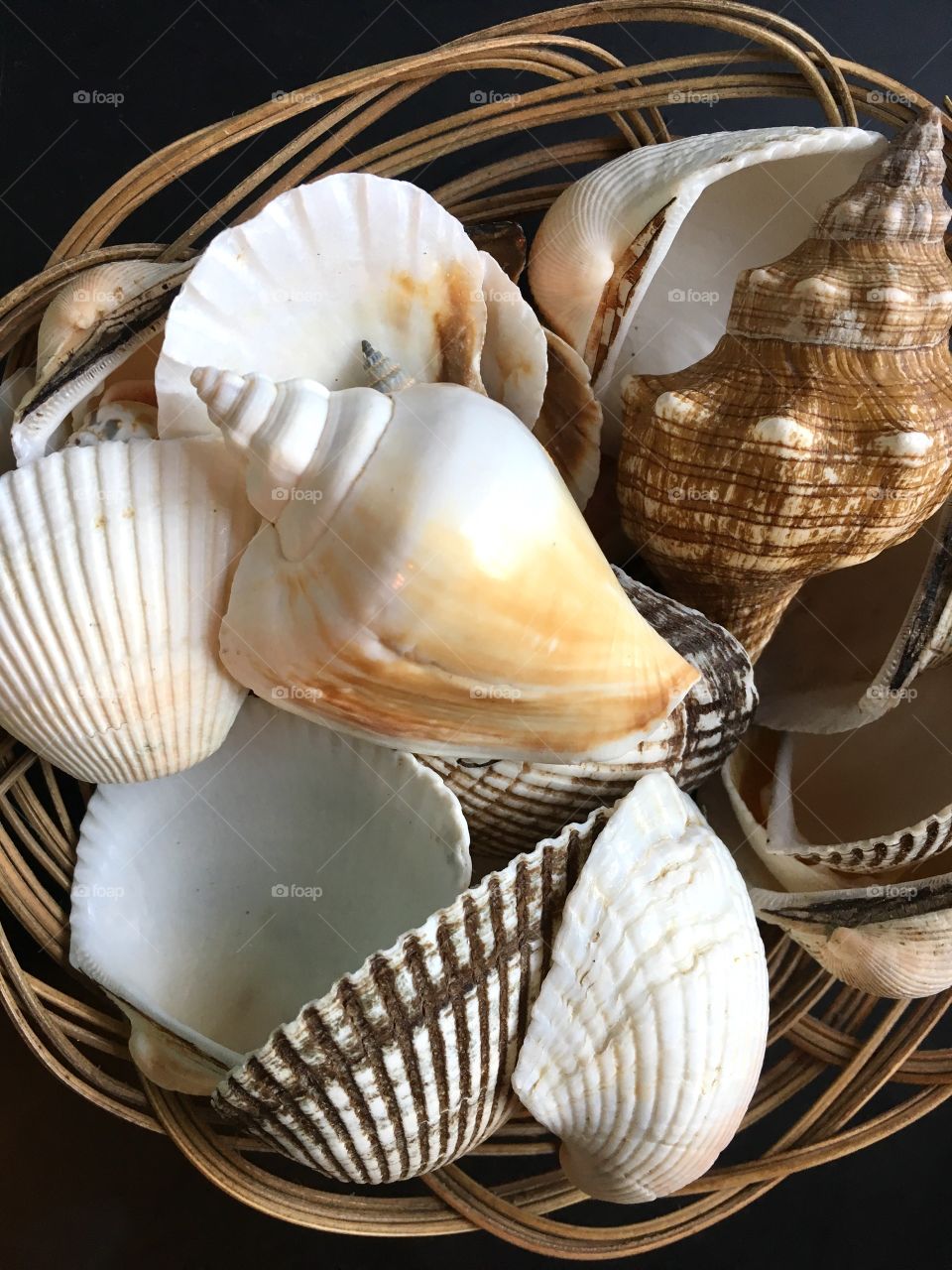 Seashell wishes
