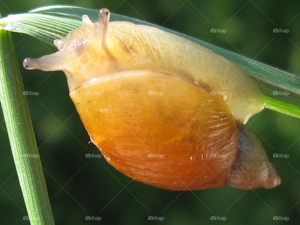 Tiny snail in its shell 