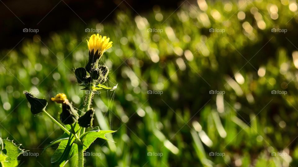 Lonely shy flower 