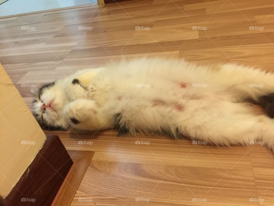 calico cat. preggy cat being lazy