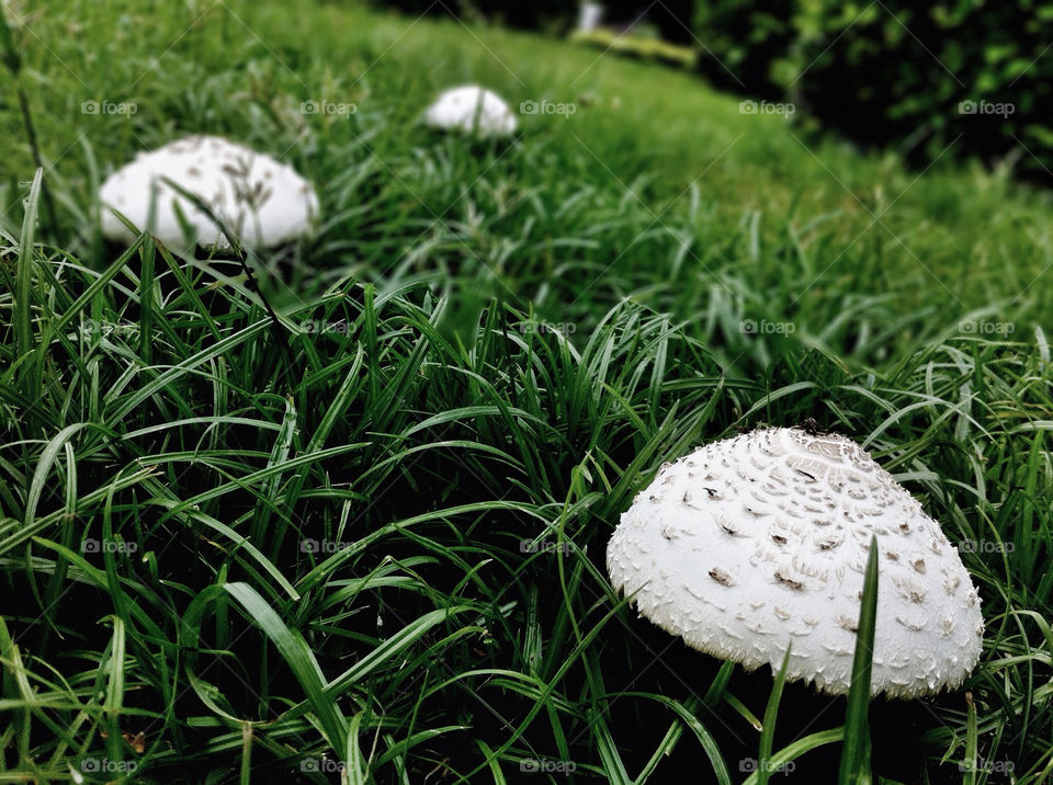 grass rain thailand mushroom by wacharapol