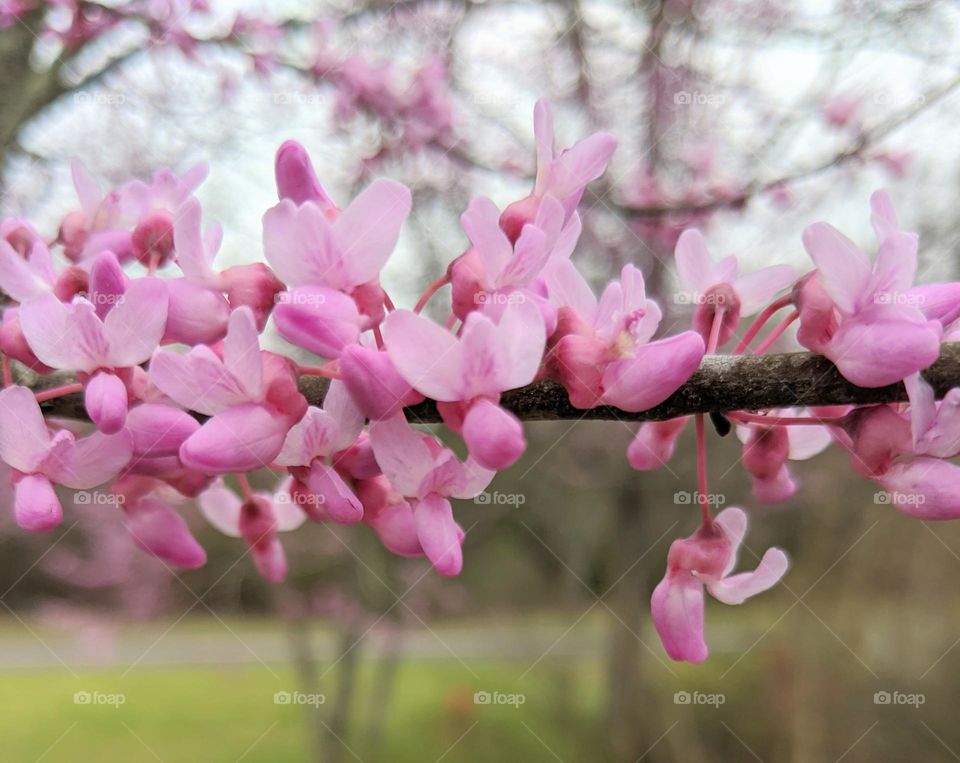tree blossoms
