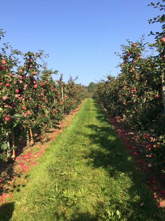Apple tree