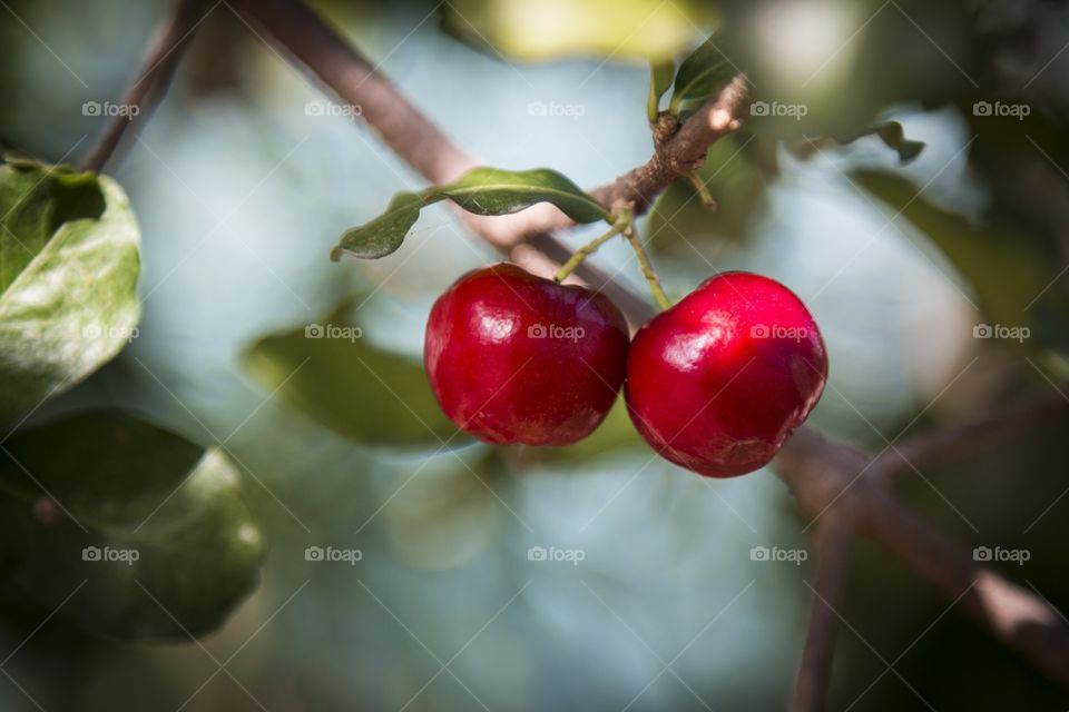 Acerola