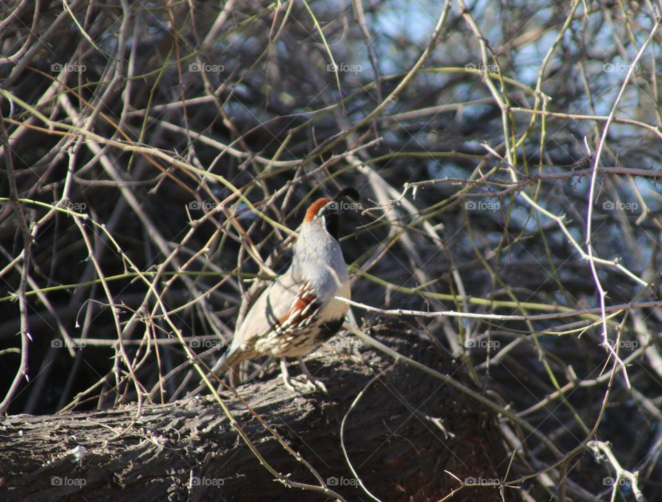 Quail on a Tree Branch