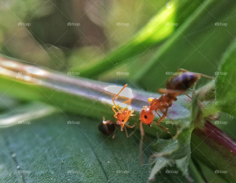 Communication between Ants