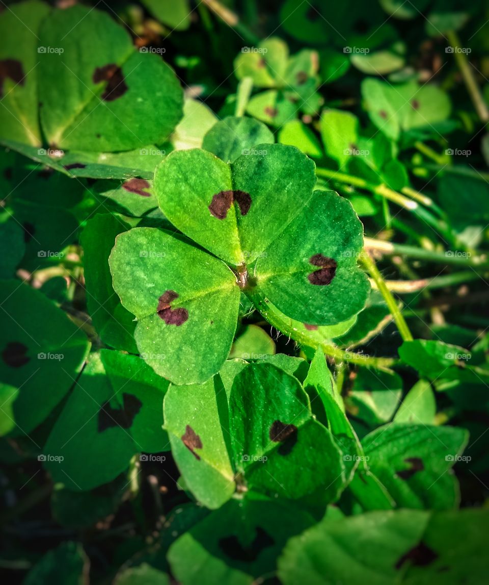 Clover