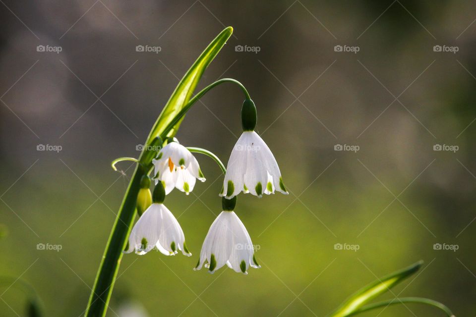 Wild flowers in a park, this is spring!