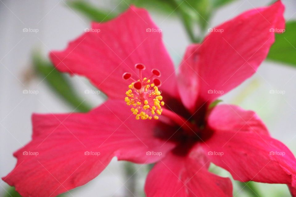 Close-up of hibiscus