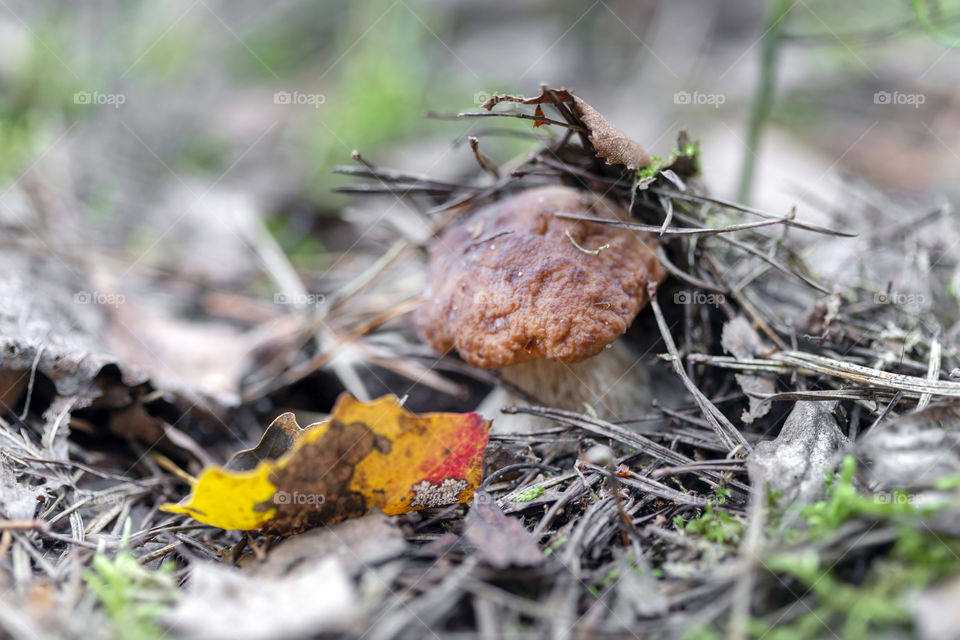 Mushroom picking season. Moods of autumn.