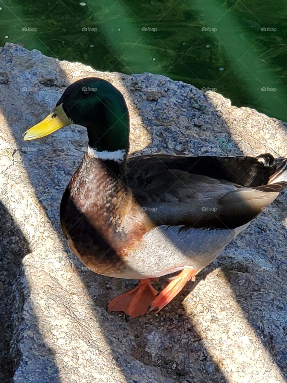 Mallard Duck in Sun and Shade