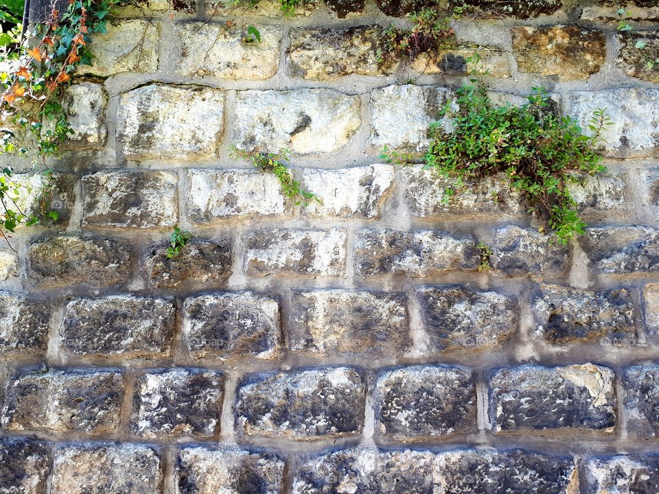 Old wall and green bush background