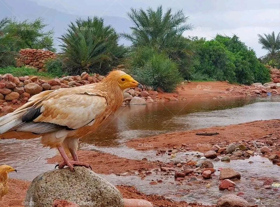 A stunning view of green mountains covered in fog in Yemen