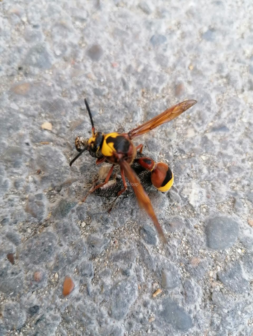 The wasp is known to many for its bright black and yellow coloration and sore sting. Wasp is considered aggressive and dangerous to humans.