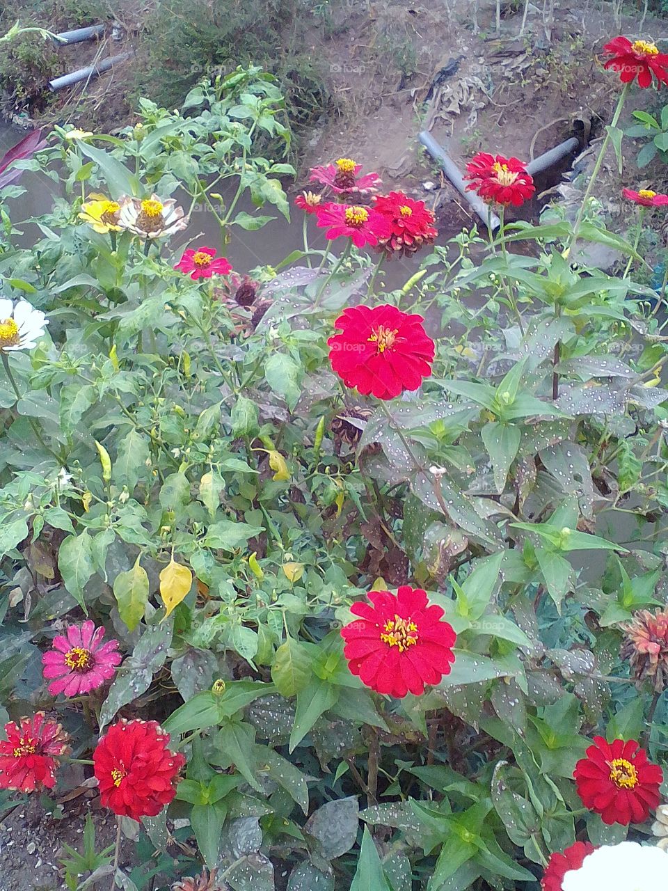 zinnia