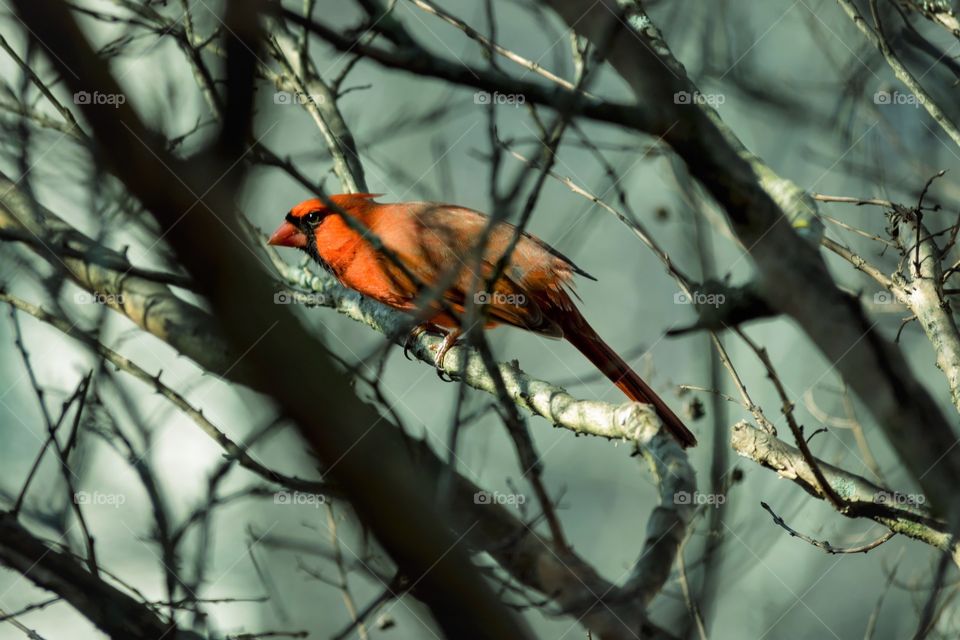 Beautiful male Cardinal
