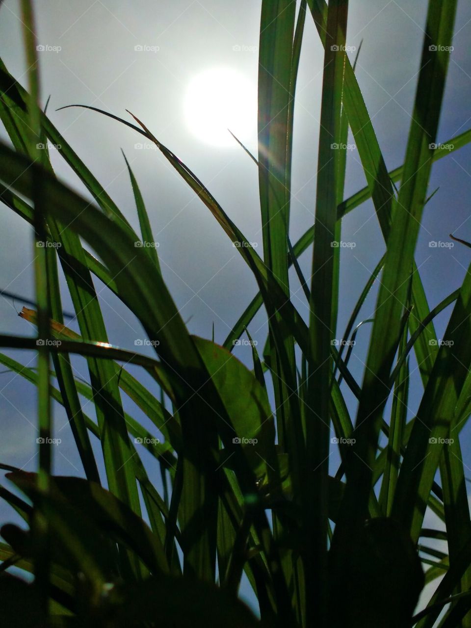 sunlight