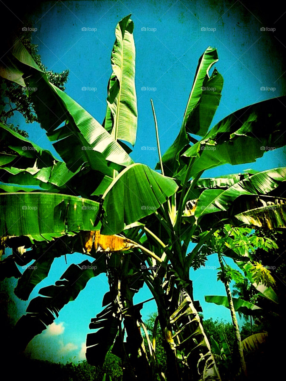 leaf banana orchard old picture by studio69