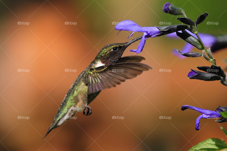 ruby-throated hummingbird