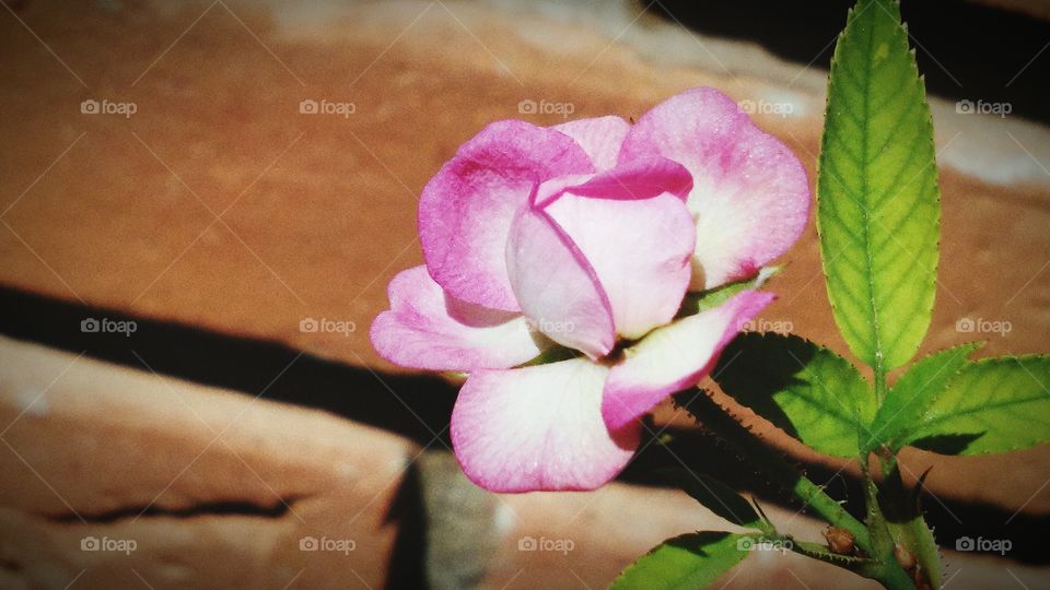 Close-up of pink flower