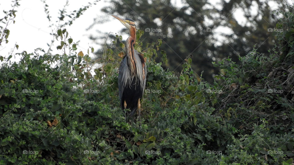 Amazing Asian Bird #Vadodara #India