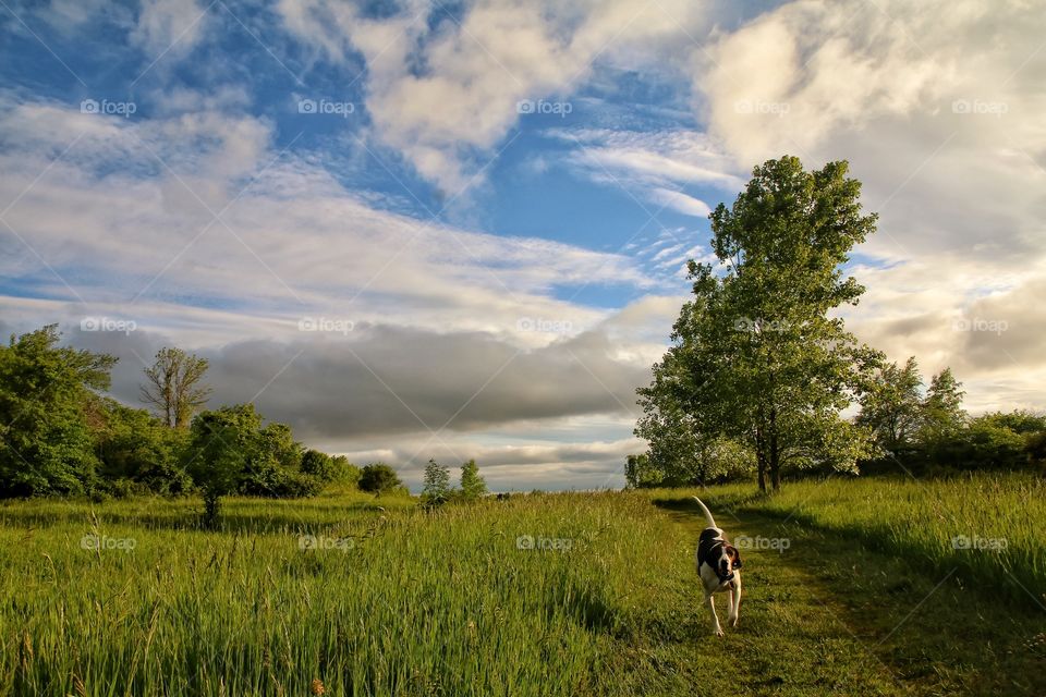 Dog running in field