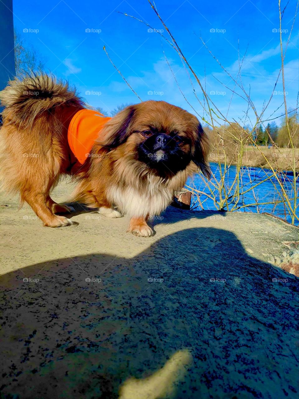 My little dog paramedic 