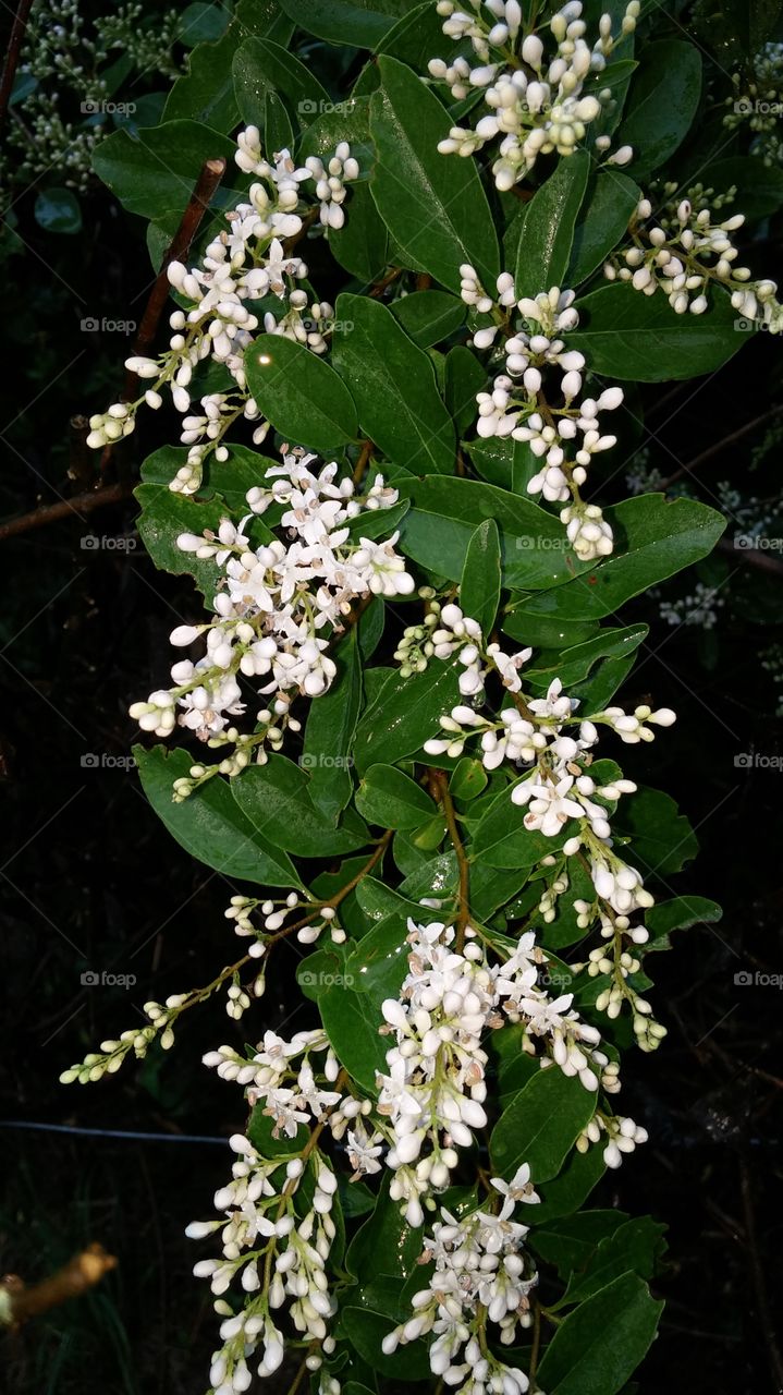 Flower, Leaf, Nature, No Person, Garden