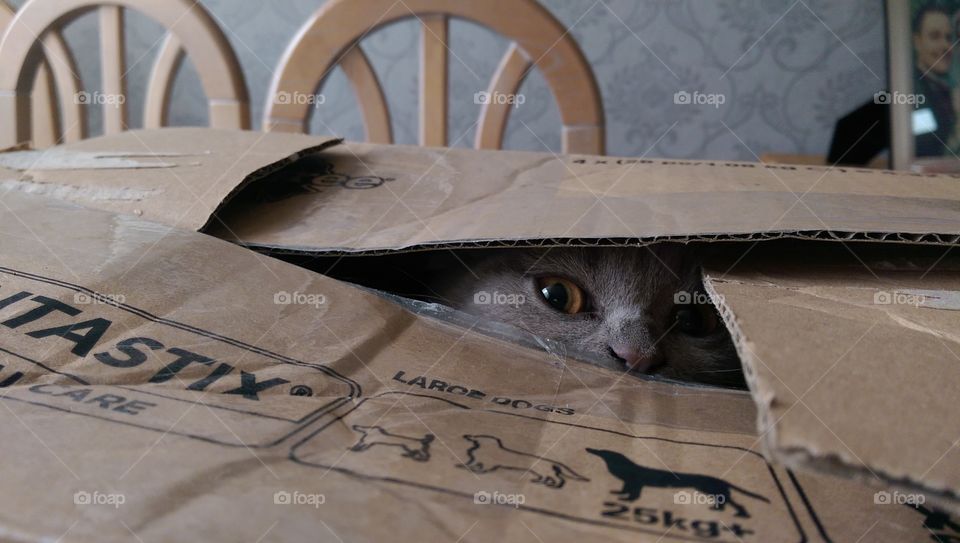 Puss in Box