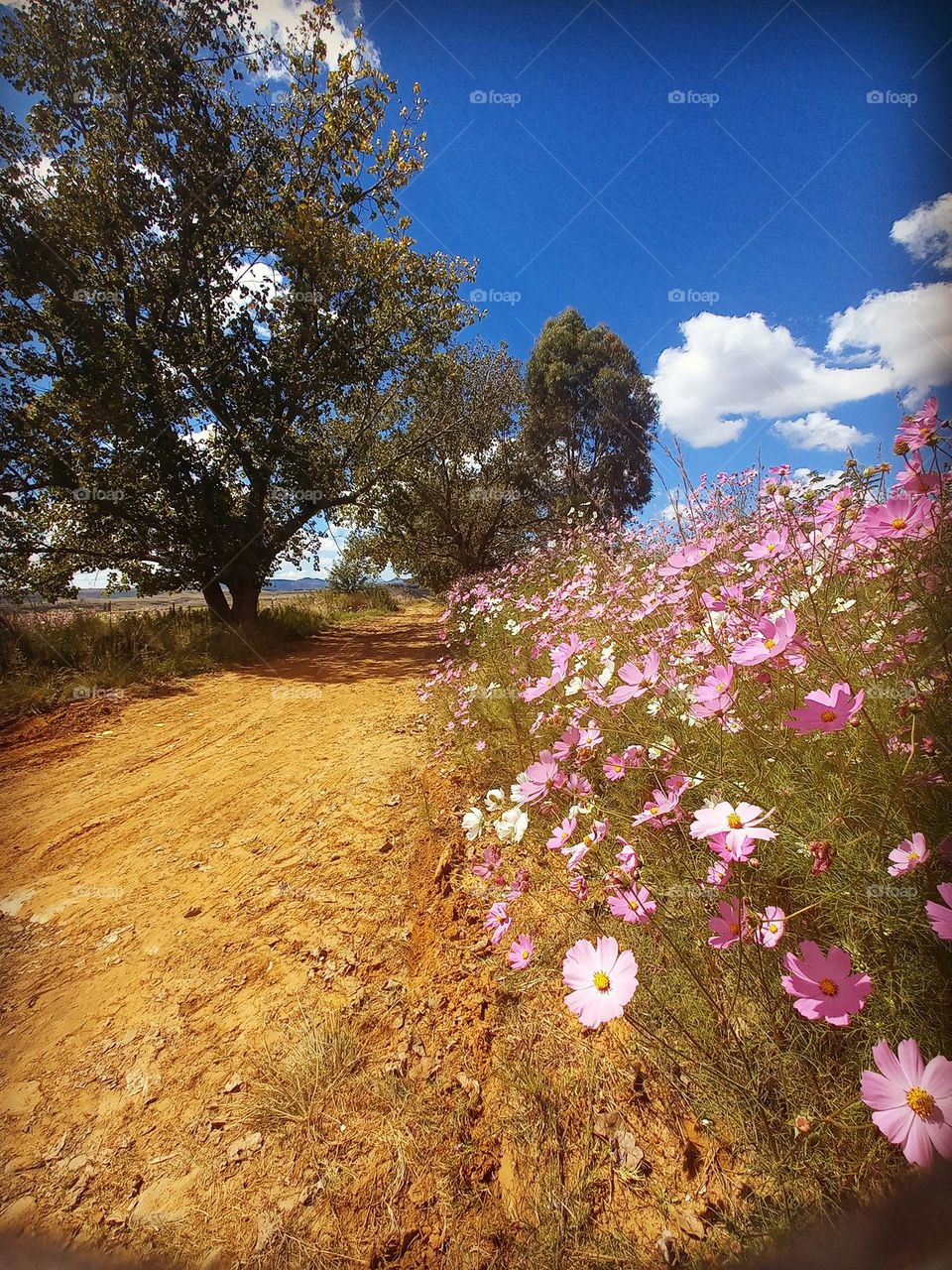 cosmos flowers