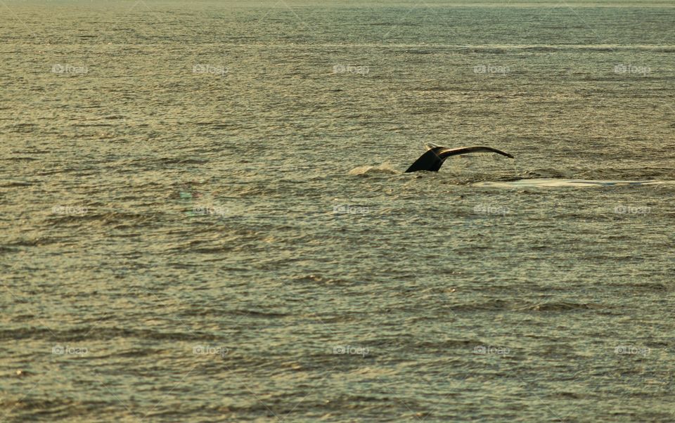 Humpback Whale Tail Emerging From The Ocean