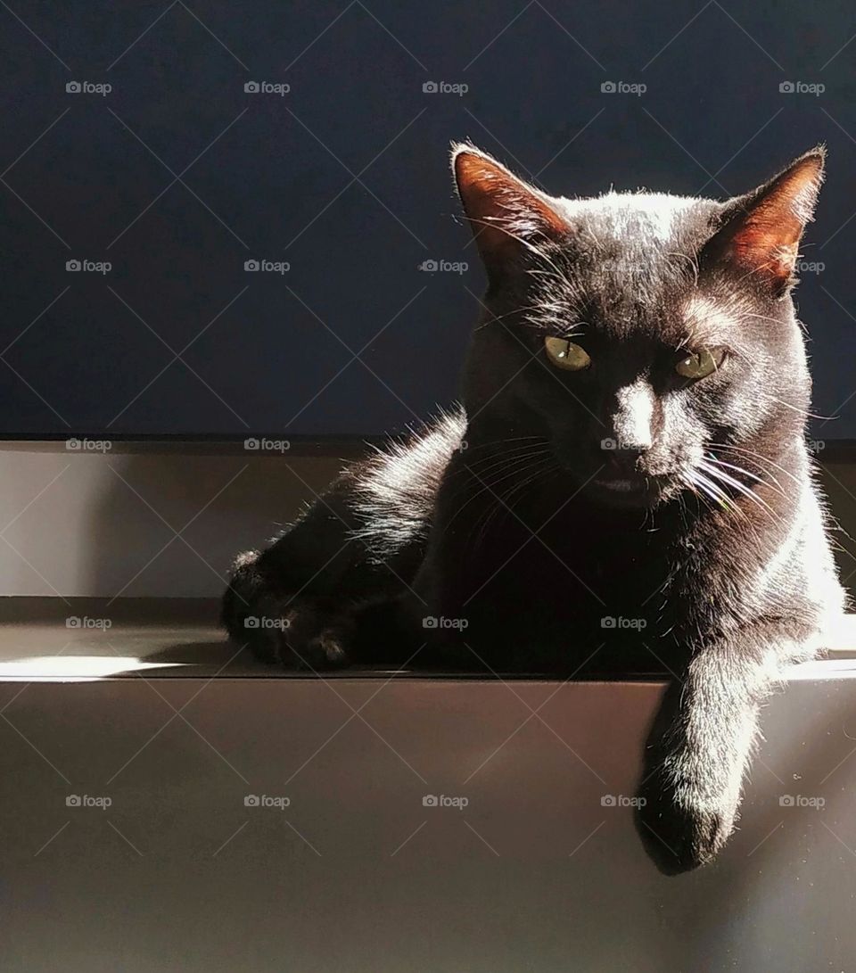 Black cats are used for so many symbologies... but in fact they are pure love symbology!