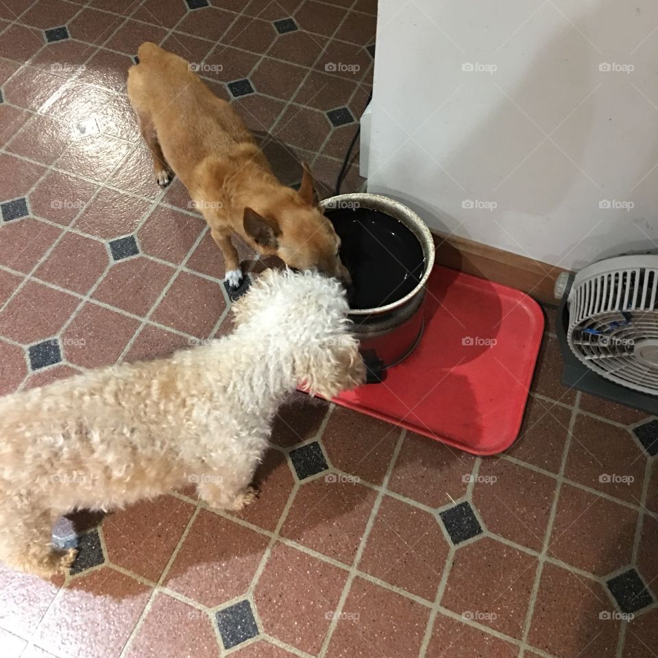 Dogs drinking together, sharing dish at same time.