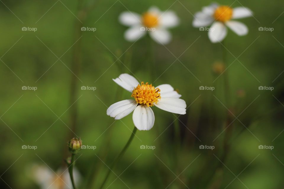 Beautifully colored wild flowers.