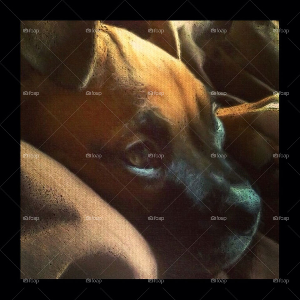 An edit of my boxer puppy tyson