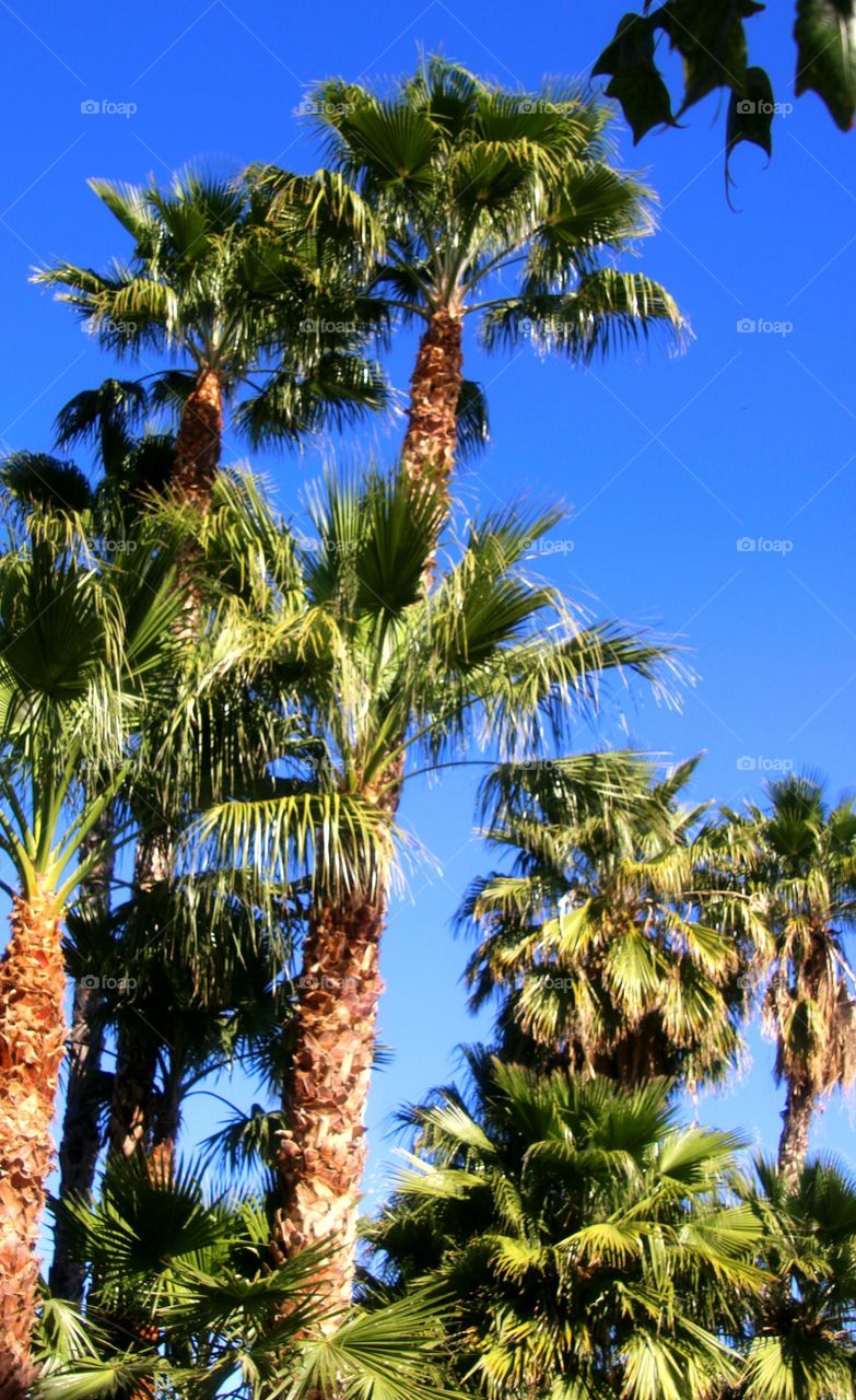 Variety of Palm Trees