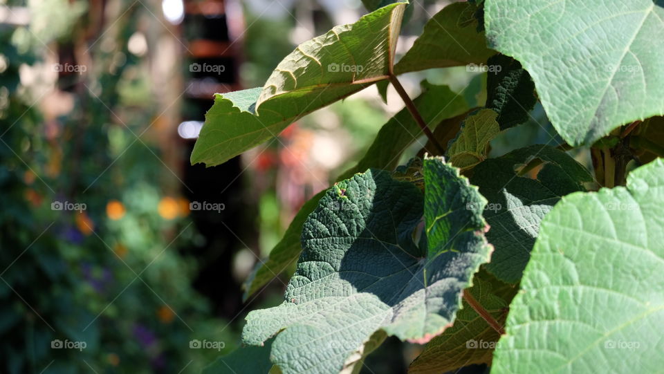 Grape leaf in a garden