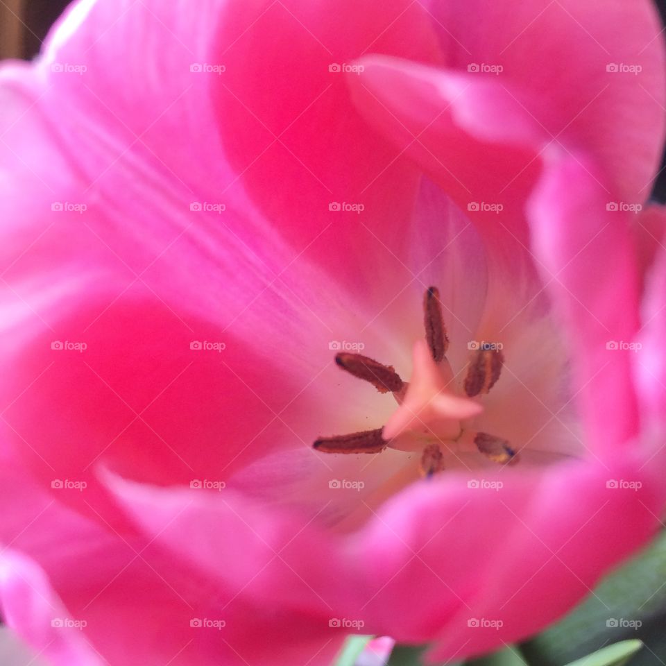 Tulip blossom 